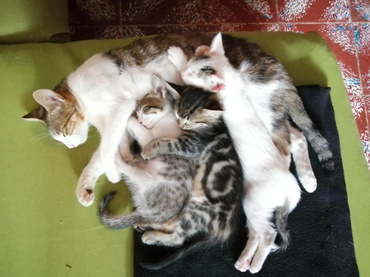 Lipi House Hostel ซานกริสโตบัล เด ลาสกาซาส ภายนอก รูปภาพ